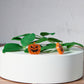 Jack-o'-Lantern Studs Hypoallergenic Earrings for Sensitive Ears with Plastic Posts